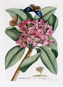 Plumeria, ca 1749 (handfärgad gravyr)